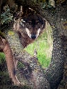 Iberian Wolf Canis lupus signatus staring in the forest Royalty Free Stock Photo