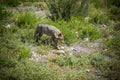 Iberian wolf. Canis lupus signatus. Royalty Free Stock Photo