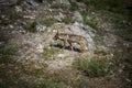 Iberian wolf. Canis lupus signatus. Royalty Free Stock Photo