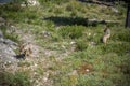 Iberian wolf. Canis lupus signatus. Royalty Free Stock Photo