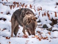 Iberian wolf Canis lupus signatus on snow Royalty Free Stock Photo