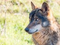 Iberian wolf Canis lupus signatus in summer Royalty Free Stock Photo