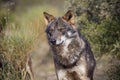 Iberian wolf Royalty Free Stock Photo