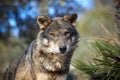 Iberian wolf Royalty Free Stock Photo