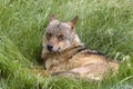 Iberian wolf in grass Royalty Free Stock Photo