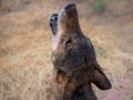 Iberian wolf howling in summer Royalty Free Stock Photo