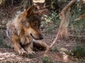 Iberian wolf lying down in the forest