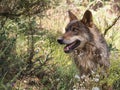 Iberian wolf lying down in the forest Royalty Free Stock Photo