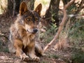 Iberian wolf lying down in the forest Royalty Free Stock Photo