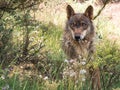 Iberian wolf lying down in the forest Royalty Free Stock Photo