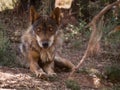 Iberian wolf lying down in the forest