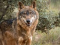 Iberian wolf portrait Canis lupus signatus Royalty Free Stock Photo