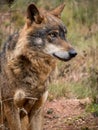 Iberian wolf portrait Canis lupus signatus Royalty Free Stock Photo