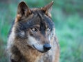 Iberian wolf portrait Canis lupus signatus Royalty Free Stock Photo