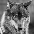 Iberian wolf portrait showing his tongue Canis lupus signatus Royalty Free Stock Photo