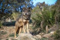 Iberian wolf Pride Royalty Free Stock Photo