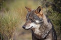 Iberian wolf Royalty Free Stock Photo