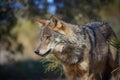 Iberian wolf Royalty Free Stock Photo
