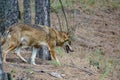 Iberian wolf profile between pine tree trunks Royalty Free Stock Photo