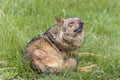 Iberian wolf smelling Royalty Free Stock Photo