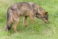 Iberian wolf sniffing Royalty Free Stock Photo