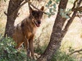 Iberian wolf between trees in the forest in summer season (Spain) Royalty Free Stock Photo