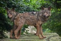 Iberian wolf (Canis lupus signatus). Royalty Free Stock Photo