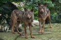 Iberian wolf (Canis lupus signatus). Royalty Free Stock Photo