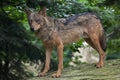 Iberian wolf (Canis lupus signatus). Royalty Free Stock Photo