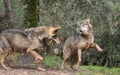 Iberian wolves flirting