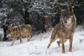 Iberian wolves in the snow