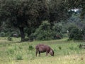 Iberic ham pigs in dehesa Royalty Free Stock Photo