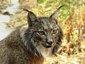 Iberic Lynx, Lince Iberico