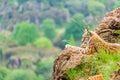 Iberic lynx resting over a rock