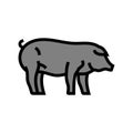 iberico pig breed color icon vector illustration