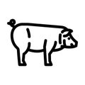 iberico pig breed line icon vector illustration