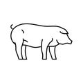 iberico pig breed line icon vector illustration