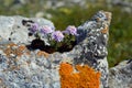 Iberis carnosa in flower. It is a rupicolous and beutiful plant