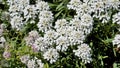 Iberis gibraltarica also known as Gibraltar candytuft is the symbol of the Upper Rock Nature Reserve in Gibraltar Royalty Free Stock Photo