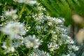 Iberis saxatilis, amara or bitter candytuft many white flowers