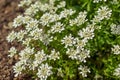 Iberis saxatilis, amara or bitter candytuft many white flowers