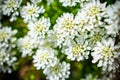 Iberis saxatilis, amara or bitter candytuft many white flowers