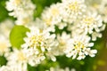 Iberis saxatilis, amara or bitter candytuft many white flowers