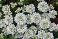 Snowflake White Flowers Ã¢â¬â Iberis sempervirens