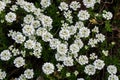 Group of Snowflake White Flowers Ã¢â¬â Iberis sempervirens
