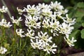 Iberis Sempervirens Candytuft Royalty Free Stock Photo