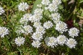 Iberis sempervirens evergreen candytuft perenial flowers in bloom, group of white springtime flowering rock plants Royalty Free Stock Photo