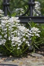 Iberis sempervirens evergreen candytuft perenial flowers in bloom, group of white springtime flowering rock plants Royalty Free Stock Photo