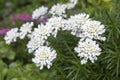 Iberis sempervirens evergreen candytuft perenial flowers in bloom, group of white springtime flowering rock plants Royalty Free Stock Photo