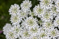 Iberis sempervirens evergreen candytuft perenial flowers in bloom, group of white springtime flowering rock plants Royalty Free Stock Photo